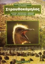 Εικόνα Στρουθοκάμηλος