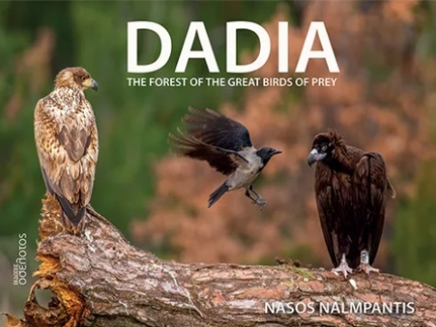 296752-Dadia
